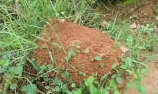 家里有小红蚂蚁怎么才能消灭掉 红火蚁怎么消灭